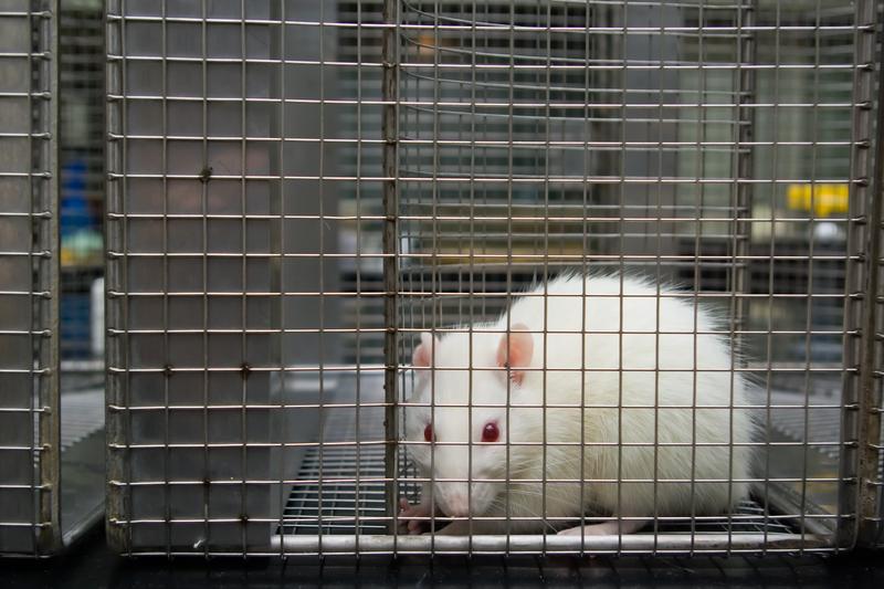 white rat cage