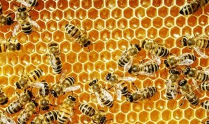 Exploitation of bees by humans - Animal Ethics
