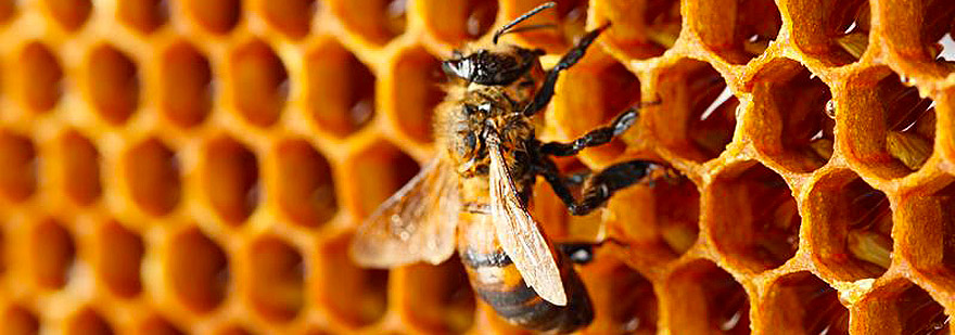 7 faits surprenants à apprendre sur les abeilles