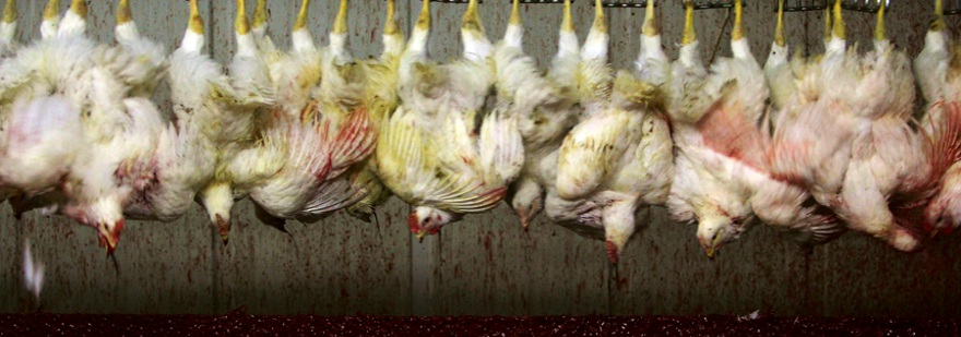 Animal rights group says chickens were abused, but Tyson Foods cut